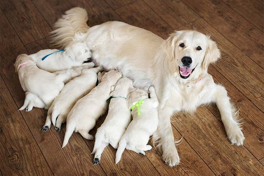 Why Fertility Pro Is The Best Supplement for Breeding Dogs