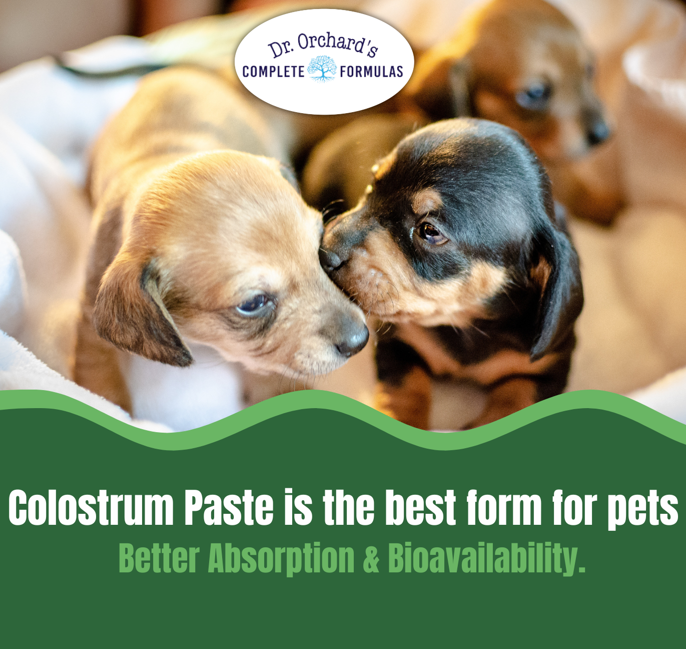 Colostrum Paste - IgG - 30g